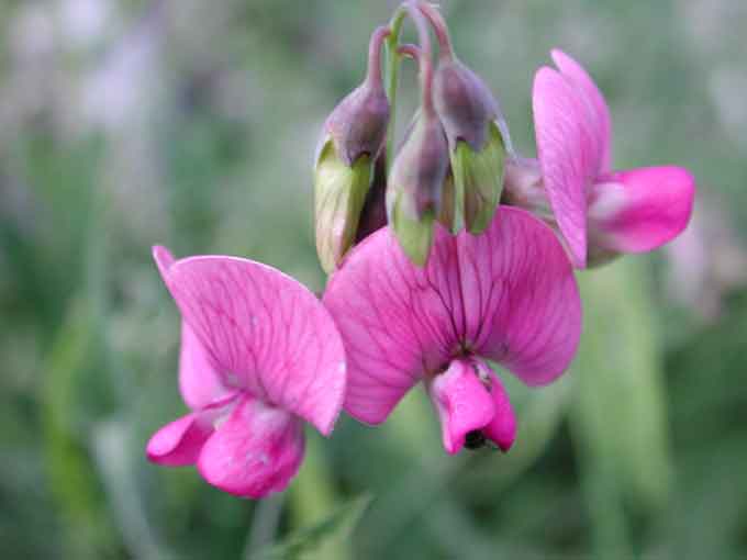  Image name: centauro3.jpg 
 width: 680 pixel 
 height: 510 pixel 
 Size: 17677 bytes 
 Click to enlarge 